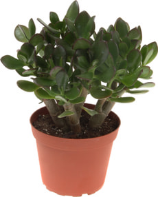 Crassula ovata