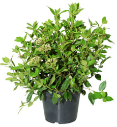 Laurier-tin buisson 5 l