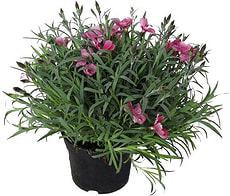 Dianthus 14cm