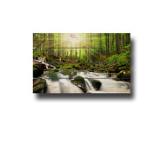 Holzfotowand Sonnenwald