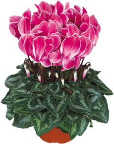 Cyclamen effiloché 13cm