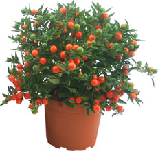 Solanum pseudocapsicum 13cm