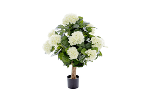 Hydrangea creme