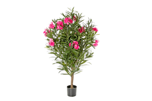 Oleander pink