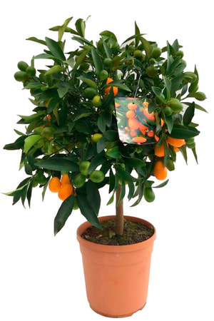 Kumquat Stamm