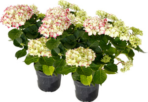 Hydrangea (im Duo)
