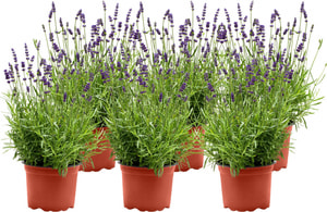 Lavendel Hidcote 14cm (6er Set)