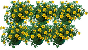 Bidens 14cm (6er Set)