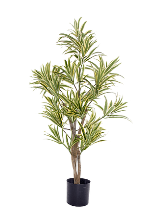 Dracaena reflexa