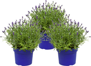 Lavendel Hidcote XL (Trio)