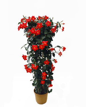 Pflanzen online kaufen | Do it + Garden MIGROS 🌸