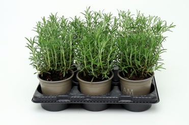 Bio Rosmarin Rosmarinus officinalis (6er Set) im Cup Ø13cm