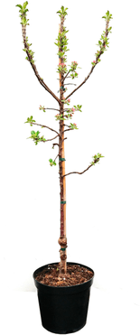 38+ Mini Obstbaum Pflanzen, Viele gärten sind inzwischen so klein