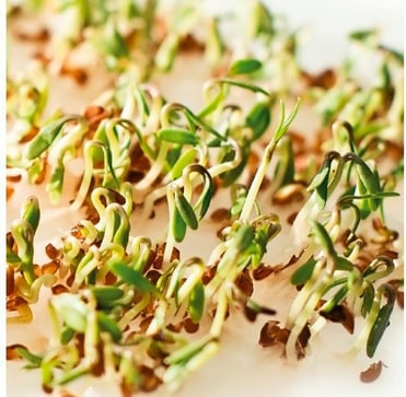 Gusta Garden Samen Microgreens Kresse HARRY HERBS Microgreen kaufen