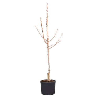 Aprikose Goldrich Prunus 10l Obstbaum kaufen bei Do it + Garden Migros