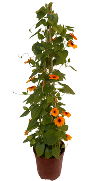 Thunbergia Pyramide