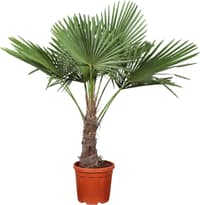 Trachycarpus