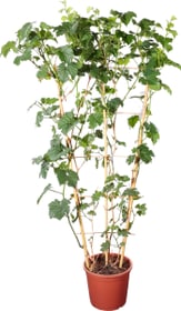 Vitis treillis