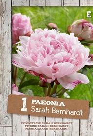 Pivoine Sarah Bernhardt, 1 bâtonnet Bulbes à fleurs Do it + Garden 650219800000 Photo no. 1