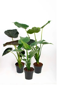 Mélange d’alocasia (lot de 3), Ø 17 cm Plante à feuilles décoratives 650368300000 Photo no. 1