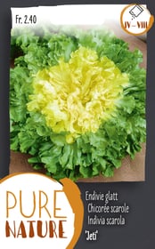 Endivie glatt 'Jeti' 2.5g Gemüsesamen Do it + Garden 287110200000 Bild Nr. 1