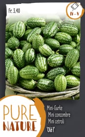 Mini concombre mexicain 'Olé!' 50 Korn Semences de legumes Do it + Garden 287116600000 Photo no. 1