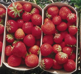 Fragola Simida da 6