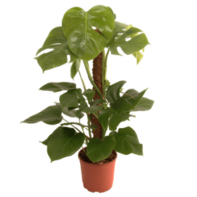 Monstera Deliciosa