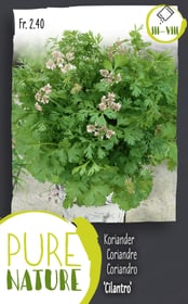 Do it + Garden Coriandre 'Cilantro 5g Semences d’herbes arom. Coriandre 'Cilantro 5g Semences d’herbes arom. Do it + Garden 287120500000 Photo no. 1