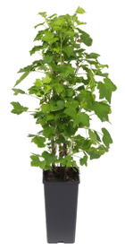 Ribes rosso Jonkheer van Tets