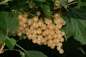 Ribes W. Versailler