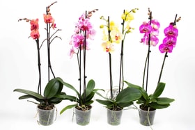 Schmetterlingsorchidee Phalaenopsis Farbenmix (4er Set) Ø12cm Orchidee 650367800000 Bild Nr. 1