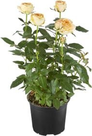 Roses en pot blanc 10.5cm