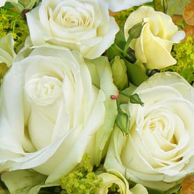 Feldner + Partner Serviette Standard white beauty Serviette Standard white beauty Feldner + Partner 665404800000 Photo no. 1