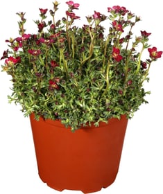 Saxifrage 14 cm