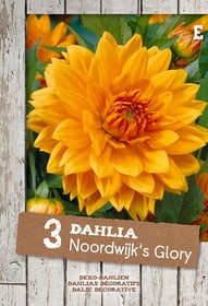 Dahlie Noordwijk's Glory, 3 Stück Blumenzwiebel Do it + Garden 650200743000 Bild Nr. 1