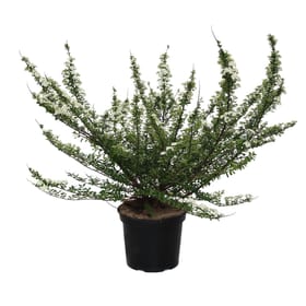Spierstrauch Spiraea Vanhouttei 5l Ziergehölz Spierstrauch Spiraea Vanhouttei 5l Ziergehölz 650342200000 Bild Nr. 1