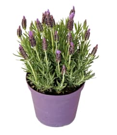Lavendel stoechas