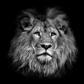 LÖWE Quadro canvas LÖWE Quadro canvas 431829400000 N. figura 1