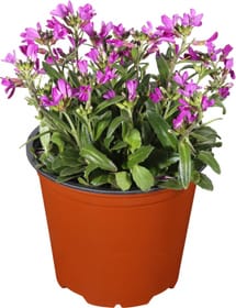 Arabette 14 cm