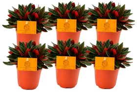 Peperomie Peperomia Rosso (6er Set) Ø10.5cm Grünpflanze Peperomie Peperomia Rosso (6er Set) Ø10.5cm Grünpflanze 650357800000 Bild Nr. 1