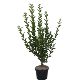 Troène ovale H40-60 cm