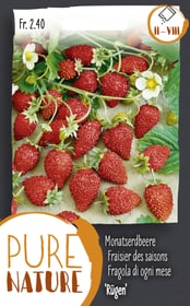 Do it + Garden Monatserdbeere 'Rügen' 25g Gemüsesamen Monatserdbeere 'Rügen' 25g Gemüsesamen Do it + Garden 287116200000 Bild Nr. 1