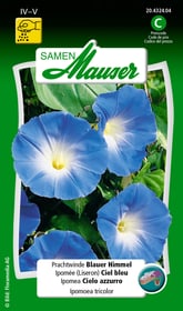 Ipomea Cielo azzurro Sementi di fiori Samen Mauser 650104303000 Contenuto 150 semi (ca. 80 piante o 3 m²) N. figura 1