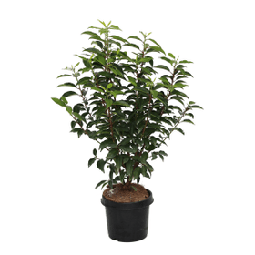 Portugiesischer Lorbeer Prunus Angustifolia Ø19cm Heckenpflanze 650141000000 Bild Nr. 1