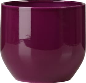 Scheurich Übertopf glänzend Übertopf glänzend Scheurich 657480400000 Farbe Violett Grösse ø: 16.0 cm Bild Nr. 1