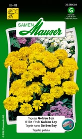 Samen Mauser Tagetes Golden Boy Blumensamen Tagetes Golden Boy Blumensamen Samen Mauser 650107504000 Inhalt 1 g (ca. 80 Pflanzen oder 5 - 6 m²) Bild Nr. 1