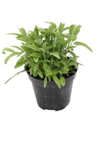 Salvia porpora-verde 14cm