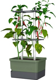Gusta Garden Pflanzentopf CHARLY CHILI Starterset, Dunkelgrün Anzuchttopf Pflanzentopf CHARLY CHILI Starterset, Dunkelgrün Anzuchttopf Gusta Garden 785300186200 Bild Nr. 1