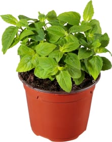 Bio Monarda